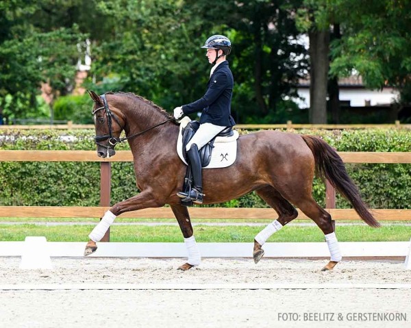 horse Basima 11 (Hanoverian, 2019, from Bon Coeur)