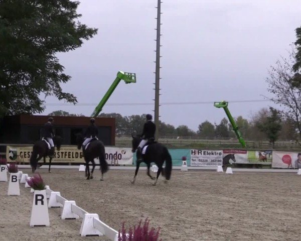 Reitturnier Ruhlsdorf 2024