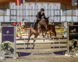 broodmare Calidora 3 (Oldenburg show jumper, 2016, from Tannenhof's Chambretto Gt)