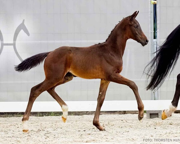 horse Dark Romance G (Hanoverian, 2024, from Dynamic Dream)