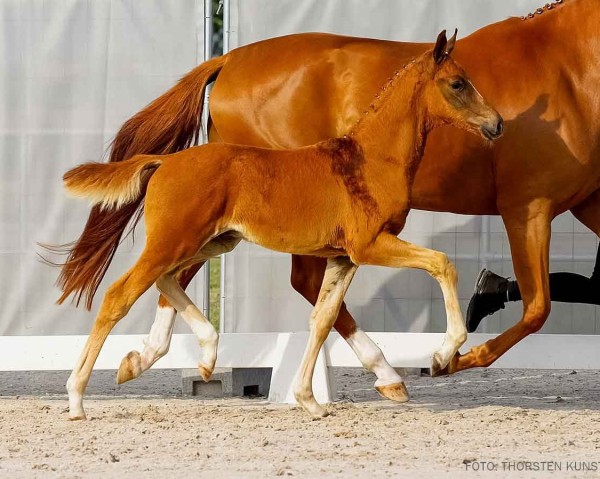 horse Vridolin (Hanoverian, 2024, from V-Power)
