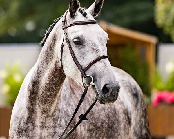jumper Coco L'amour (Hanoverian, 2019, from Clinton's Heart)