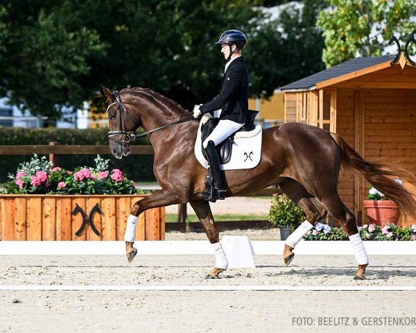 horse Quandillo 2 (Hanoverian, 2021, from Quantensprung 3)