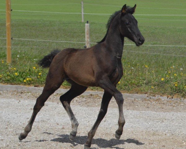 horse Powerdale KK'S (KWPN (Royal Dutch Sporthorse), 2020, from Glamourdale)