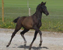horse Powerdale KK'S (KWPN (Royal Dutch Sporthorse), 2020, from Glamourdale)