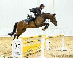 jumper Quaasi-Jo (Hanoverian, 2019, from Quincy)