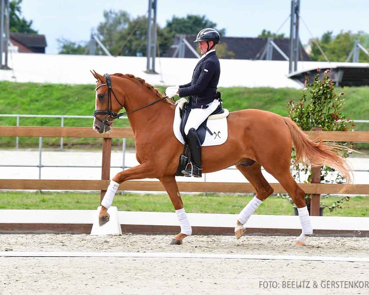 Pferd Solaia 6 (Hannoveraner, 2020, von Secret)