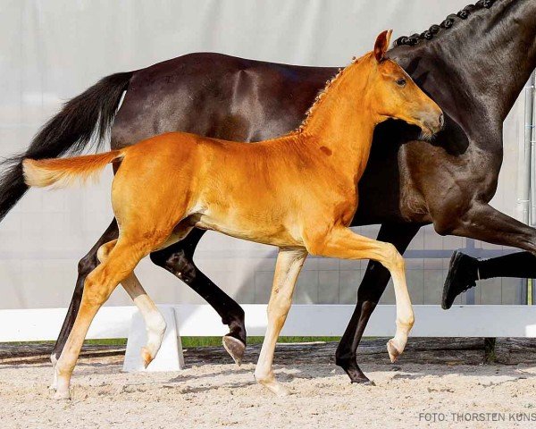 horse Ed Sheeran (Hanoverian, 2024, from Escamillo)