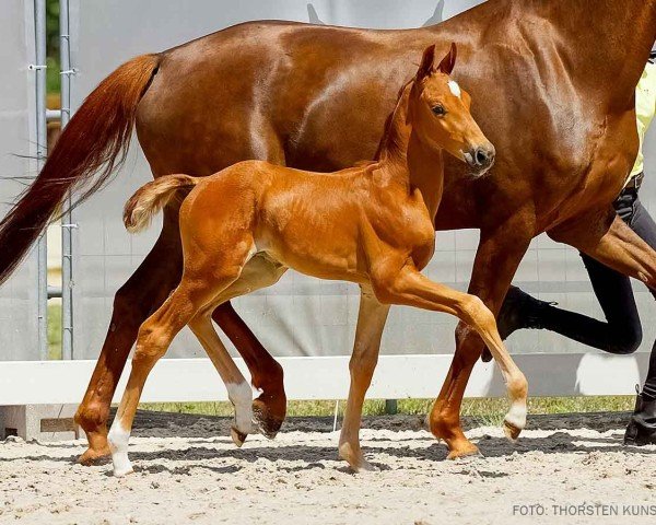 horse Timberland (Hanoverian, 2024, from Total Diamond PS)