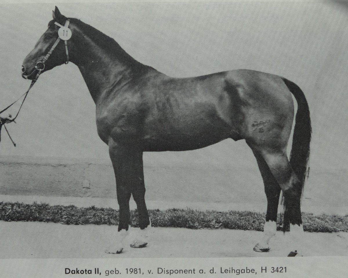 Deckhengst Dakota II (Edles Warmblut, 1981, von Disponent 3310)