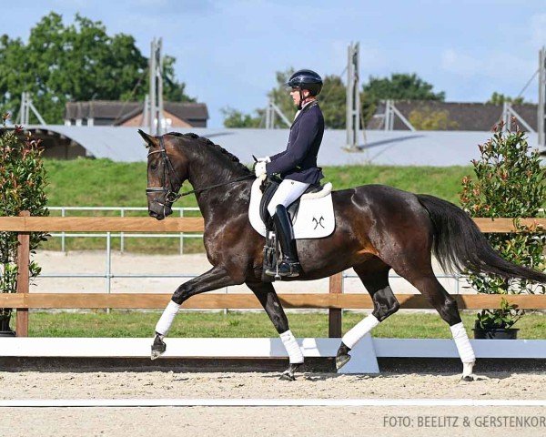 horse Gaya H (Hanoverian, 2020, from Global Player OLD)