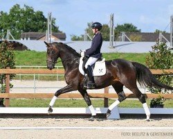 horse Gaya H (Hanoverian, 2020, from Global Player OLD)