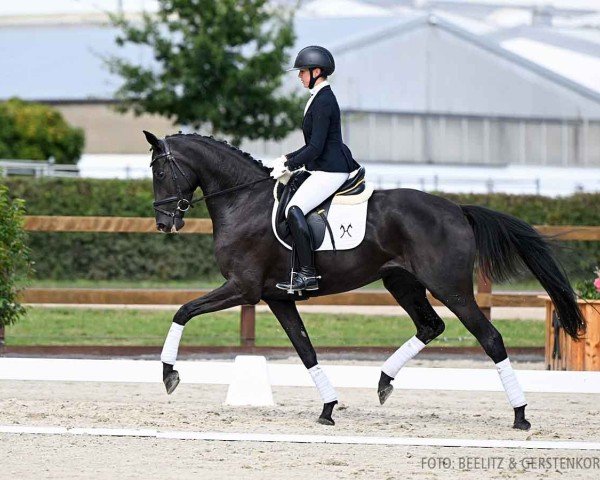 Pferd Voice (Hannoveraner, 2020, von Harmony's V-Plus)