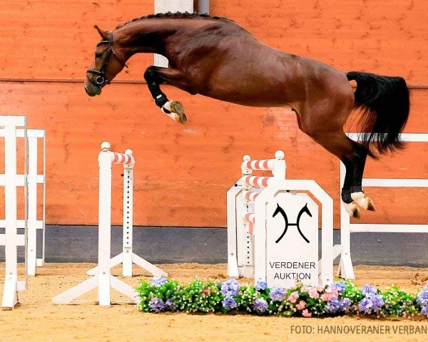 horse Hieronymus (Hanoverian, 2021, from Hardrock Z)