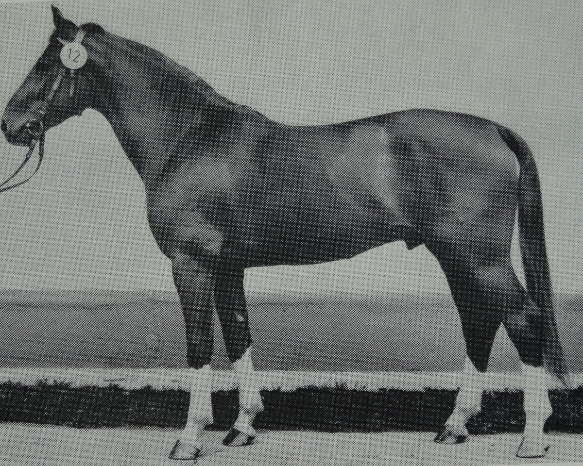 stallion Darker (Sella Italiano, 1981, from Disponent 3310)