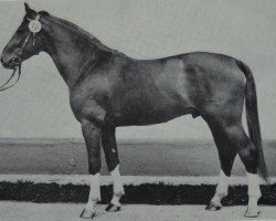 stallion Darker (Sella Italiano, 1981, from Disponent 3310)