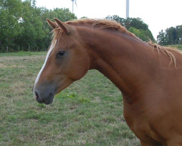 Dressurpferd Danburit SE (Deutsches Reitpony, 2020, von D-Gold AT NRW)