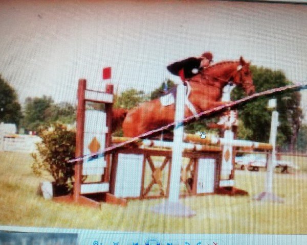 horse Antaris 55 (Hanoverian, 1991, from Ariston)