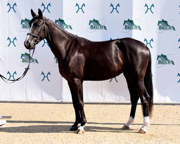 horse Fiesta (Hanoverian, 2021, from For Friendship VDL)