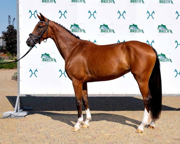 horse Baltika (Hanoverian, 2021, from Belissimo NRW)