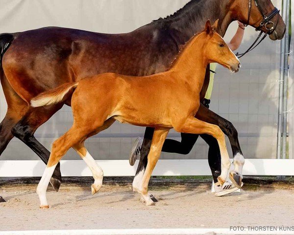 horse Even (Hanoverian, 2024, from Escamillo)