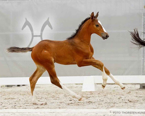 horse Unbelievable (Hanoverian, 2024, from Uno I)