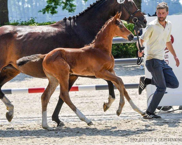 horse Canonita TI (Hanoverian, 2024, from Cador 5)