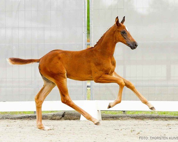 Pferd Dancing Star (Hannoveraner, 2024, von Donier)
