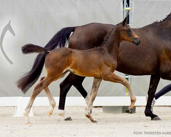 horse Dynamic Special (Hanoverian, 2024, from Dynamic Dream)