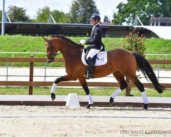 horse Vanuata (Hanoverian, 2020, from van Gogh)