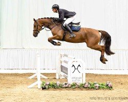 jumper Celebrity (Hanoverian, 2020, from Indoctro)
