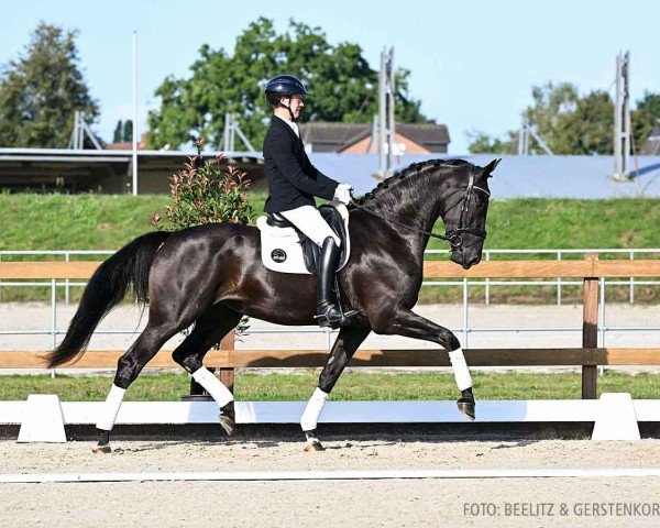 horse Total Happy H (Hanoverian, 2021, from Total Hope OLD)
