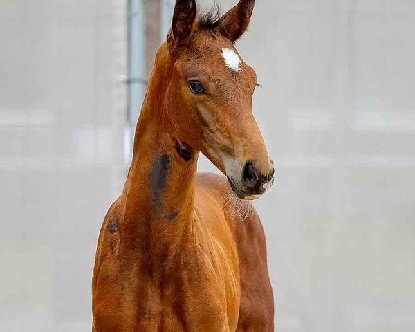 horse Calanera (Hanoverian, 2024, from Chaloubino PS OLD)