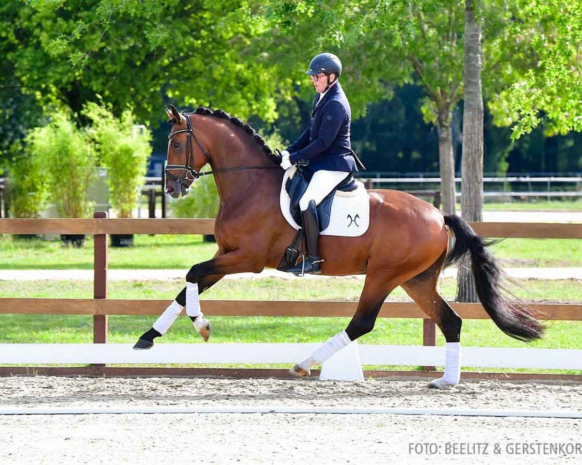 horse Sandemann Me (Hanoverian, 2021, from So Perfect)