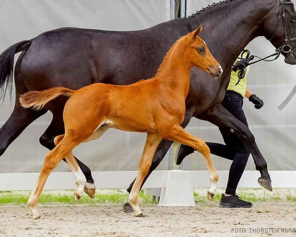 horse Valur (Hanoverian, 2024, from Vitalis)