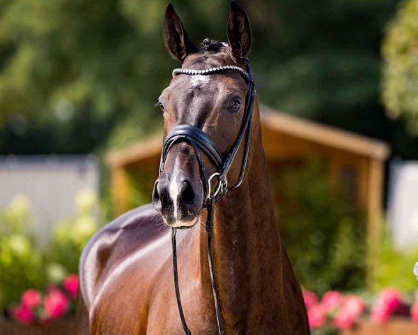 horse Escarano (Hanoverian, 2020, from Escamillo)