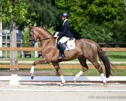 dressage horse Emilio VR (Hanoverian, 2020, from Escamillo)
