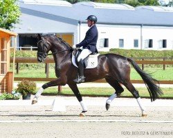 dressage horse So In Love K (Hanoverian, 2020, from Sezuan)