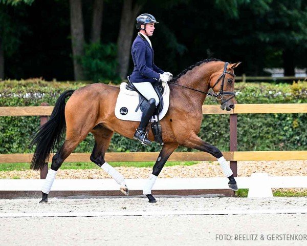 horse Zafira (Hanoverian, 2020, from Blue Hors Zackerey)