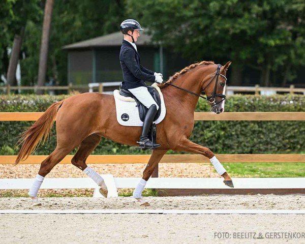 Pferd Sunshine (Hannoveraner, 2021, von Secret)