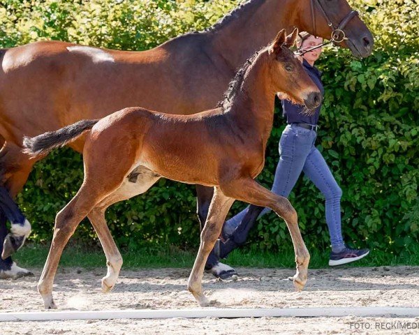 horse Elegant H (Hanoverian, 2024, from Escaneno)