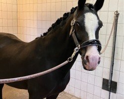 dressage horse Diamant 621 (German Riding Pony, 2013, from Duncan 86)