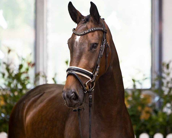 horse Santorini ZR (Hanoverian, 2021, from Sandro Hit)