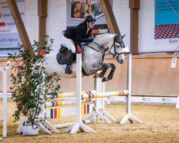 jumper Killina Star (Connemara Pony, 2018, from Moyvoon Star)