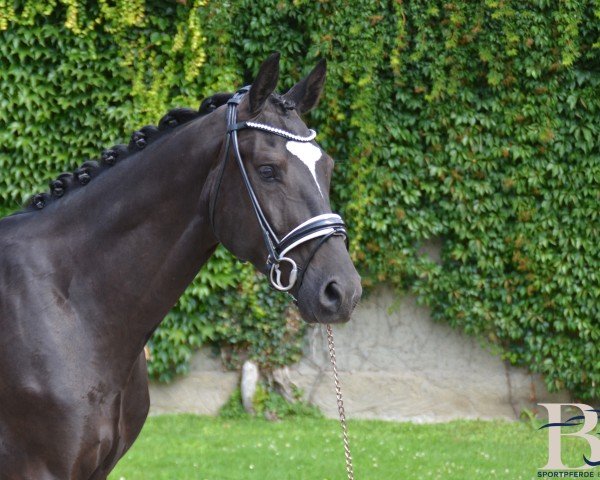 horse Duke vom Wiehen (Hanoverian, 2020)