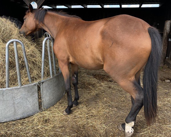 Pferd Ophelia (Trakehner, 2022, von Instagram)