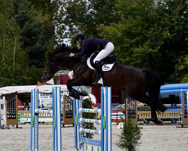 jumper Kronos Fj (Croatian Warmblood, 2018, from Kannan)