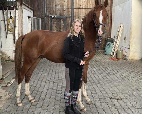 horse Namox Forever (German Riding Pony, 2023, from FS Next Diamond)