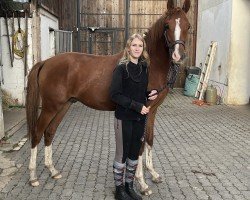 horse Namox Forever (German Riding Pony, 2023, from FS Next Diamond)