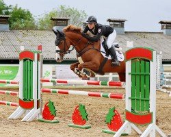 broodmare Hillary Grace M (Trakehner, 2015, from Graziello)